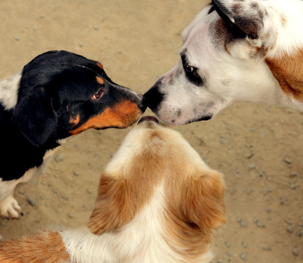 Synergistic Partnerships in the Global Age