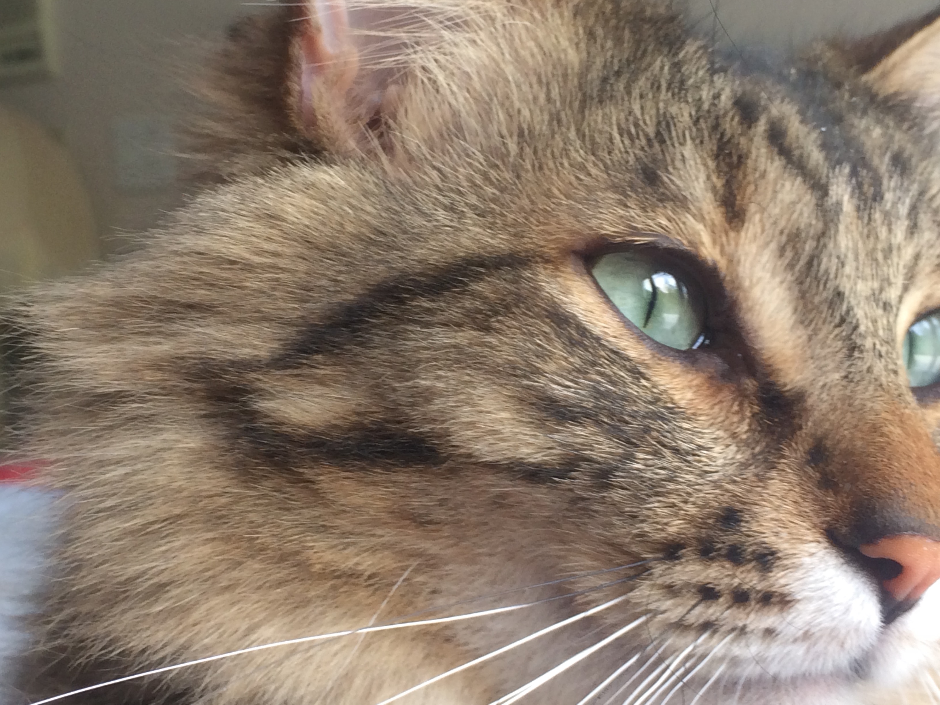What High Performers Can Learn From “Cats”